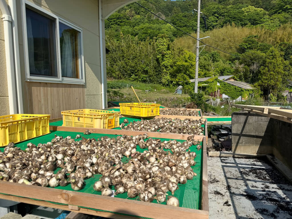 ごろっとしておいしそう