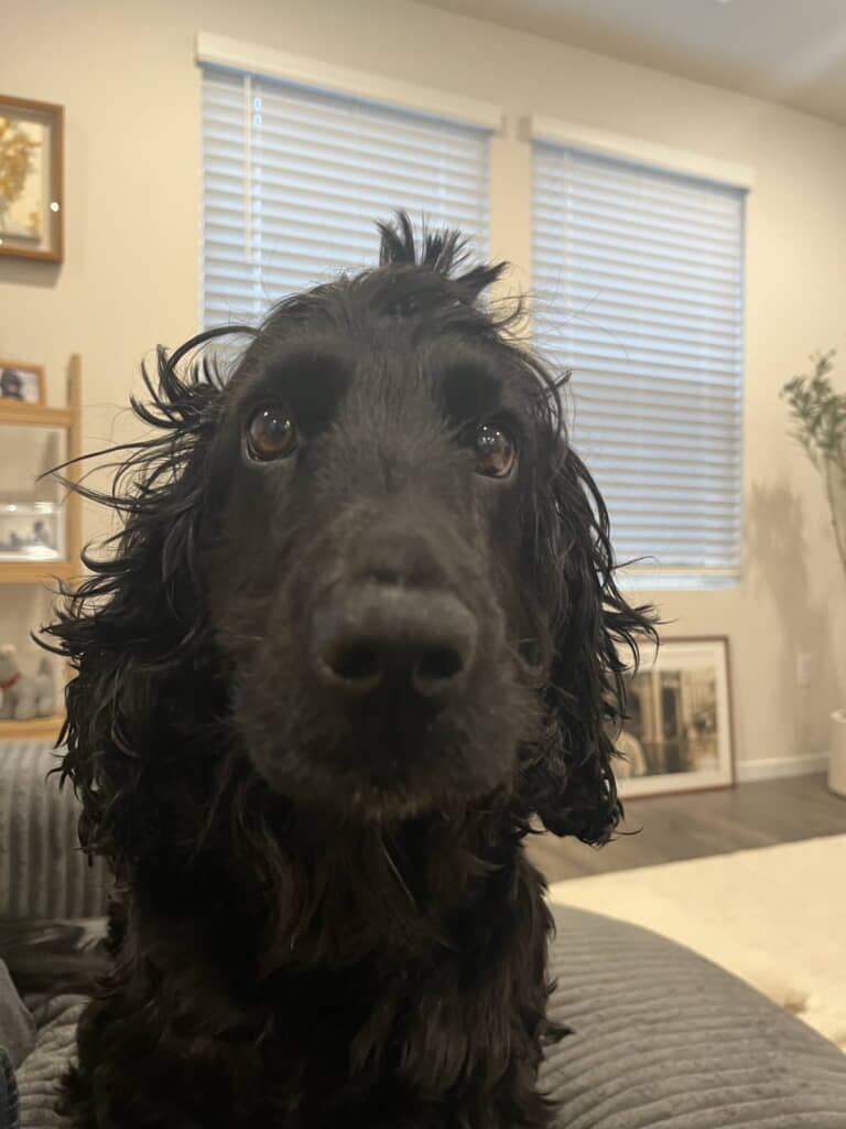 帰宅したら寝ぐせだらけだった「おちょ」ちゃん