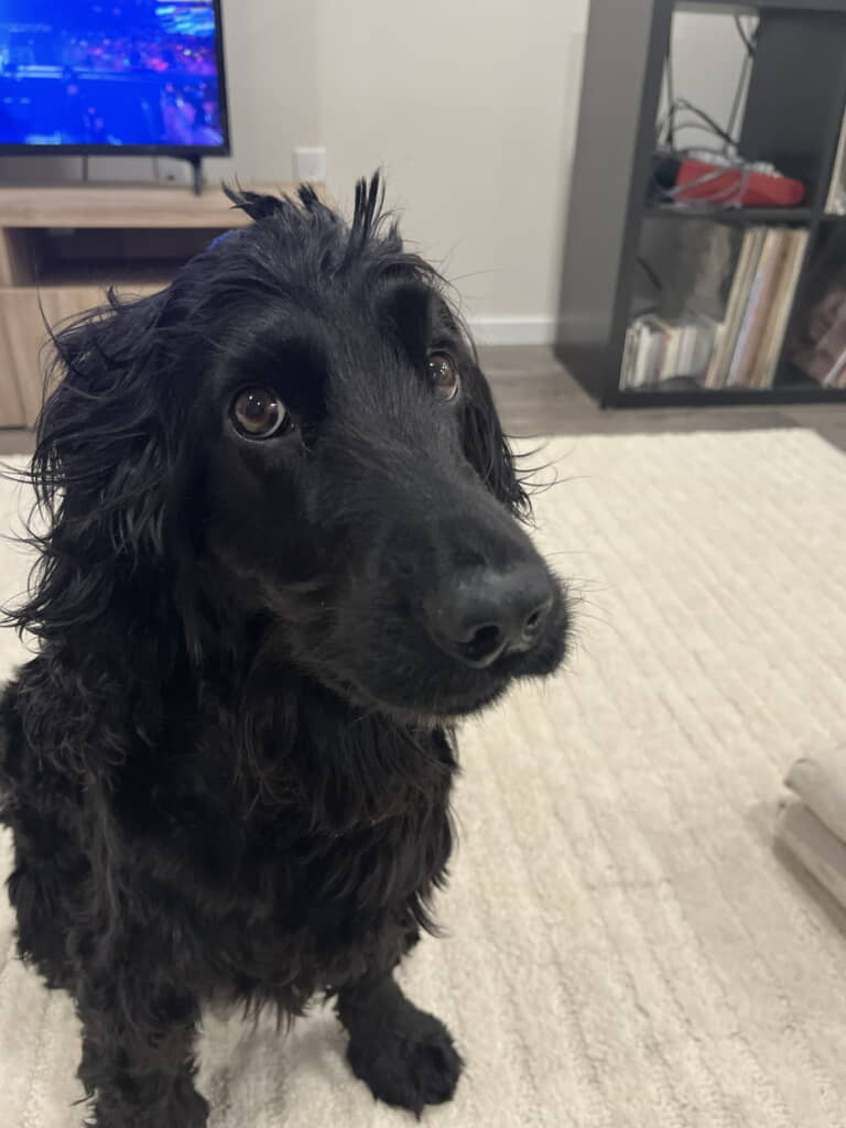 くるくるしててかわいすぎる