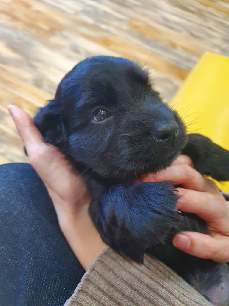 お家に来たばかりのころ