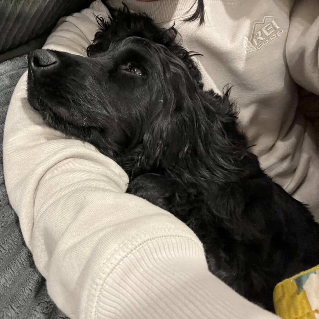 飼い主さんの腕の中とおひざに乗るのが大好きです