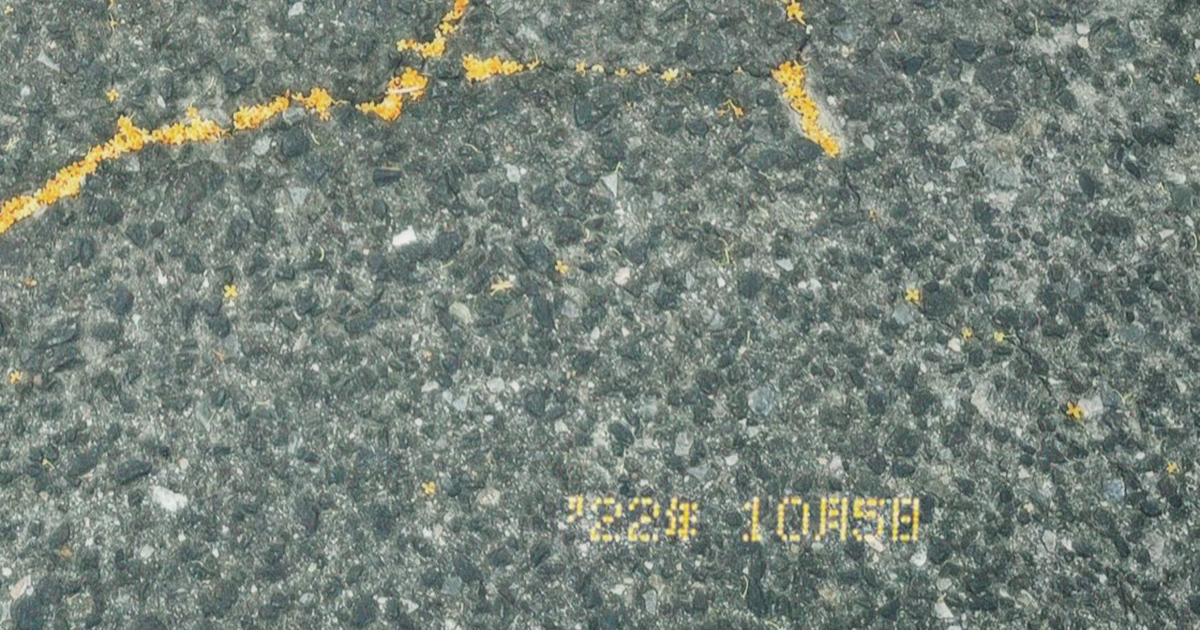 ある日、地面を見ると……「全世界が嫉妬するほどの才能」　秋らしい光景に放たれた“まさかの一言”が2900万表示（1/2） | 写真 ねとらぼ