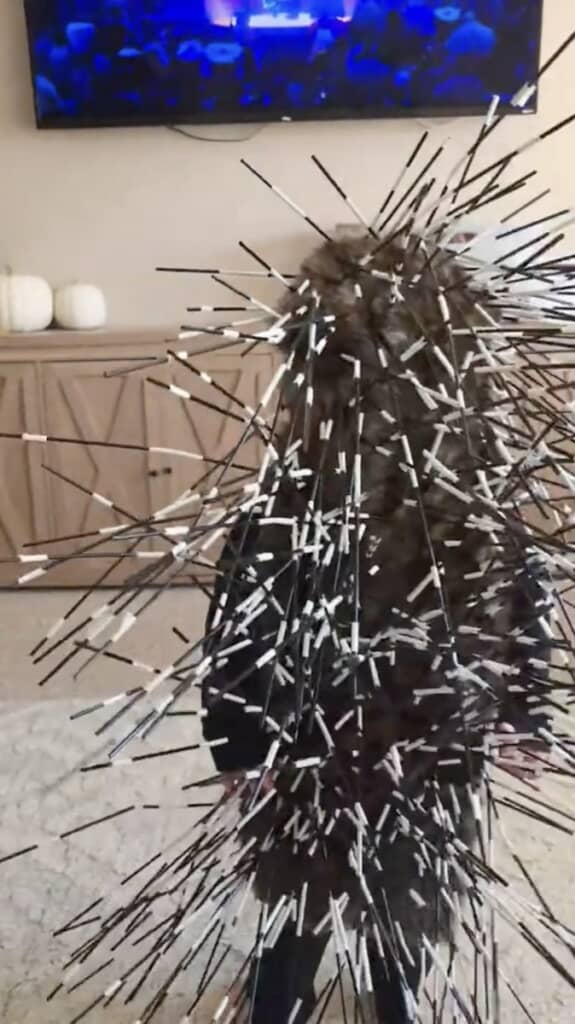 アッシュのコスプレ衣装で『SING』を鑑賞中の息子さん