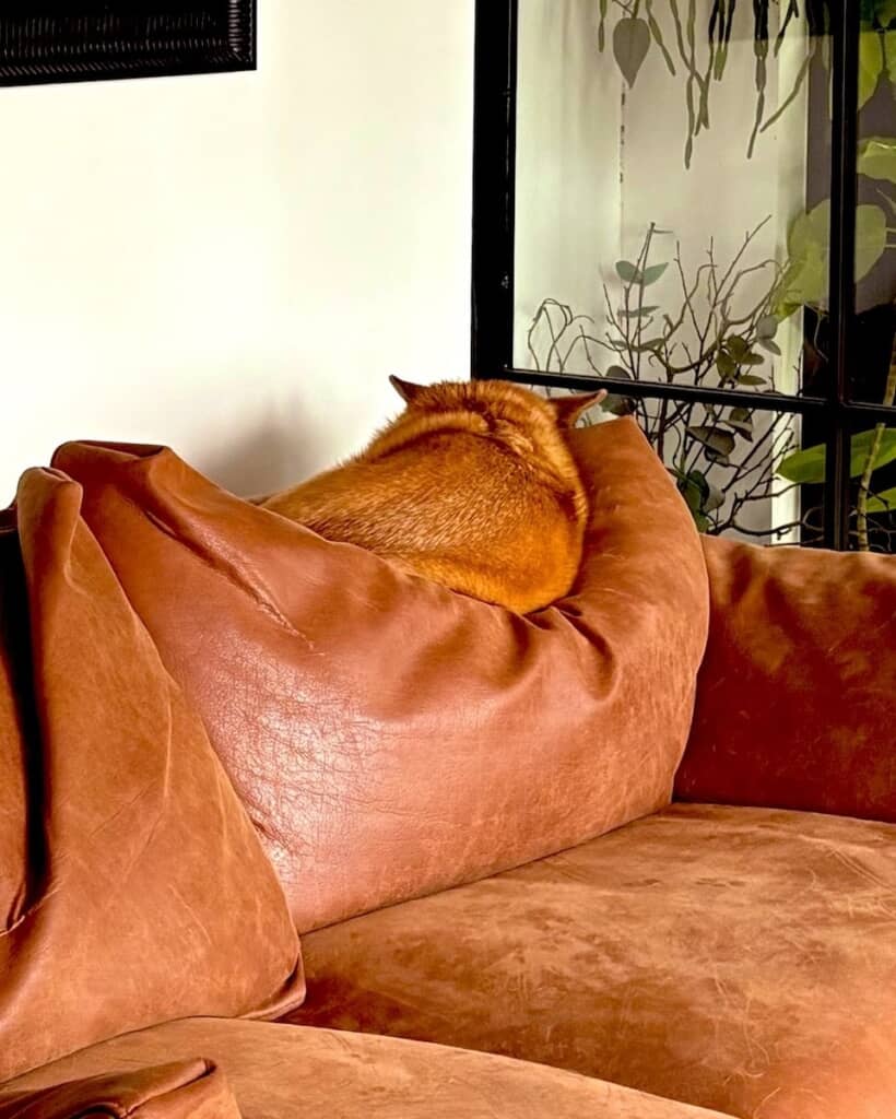 背もたれの上をよく見てみると……ワンちゃんの姿を発見！