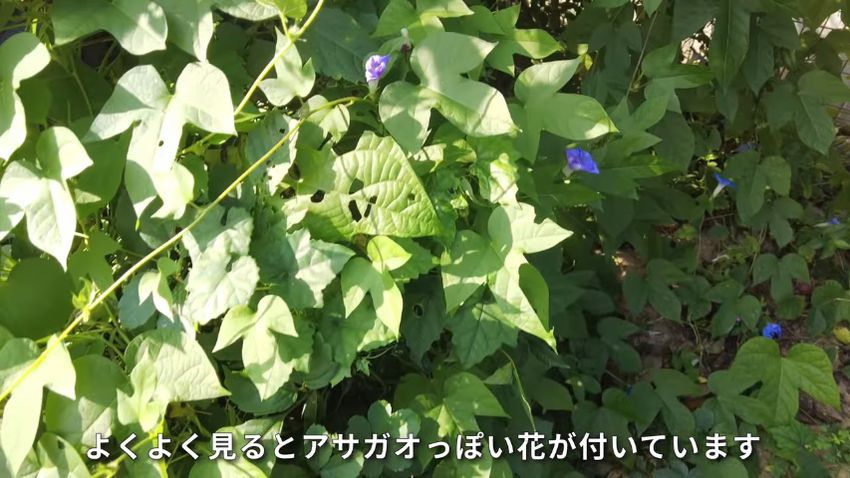 ヤブガラシと一緒に生えているアサガオらしき植物