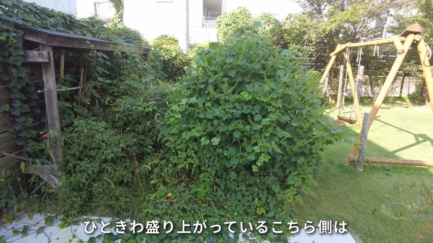 ヤブガラシに覆われた庭を一掃したら…… 「モリゾーがいる」目の前に
