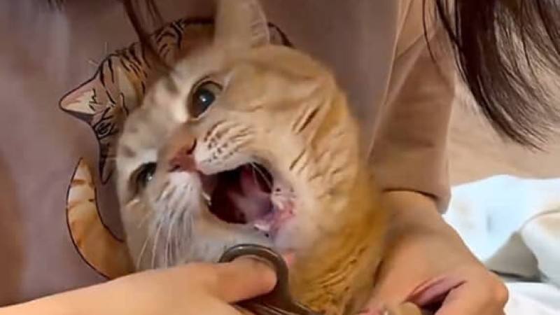 爪切り嫌いの猫、逃げたくてジタバタしていたが……　編み出した“奥義”に爆笑「この顔ww」「天才です」（1/2） | 猫 ねとらぼ