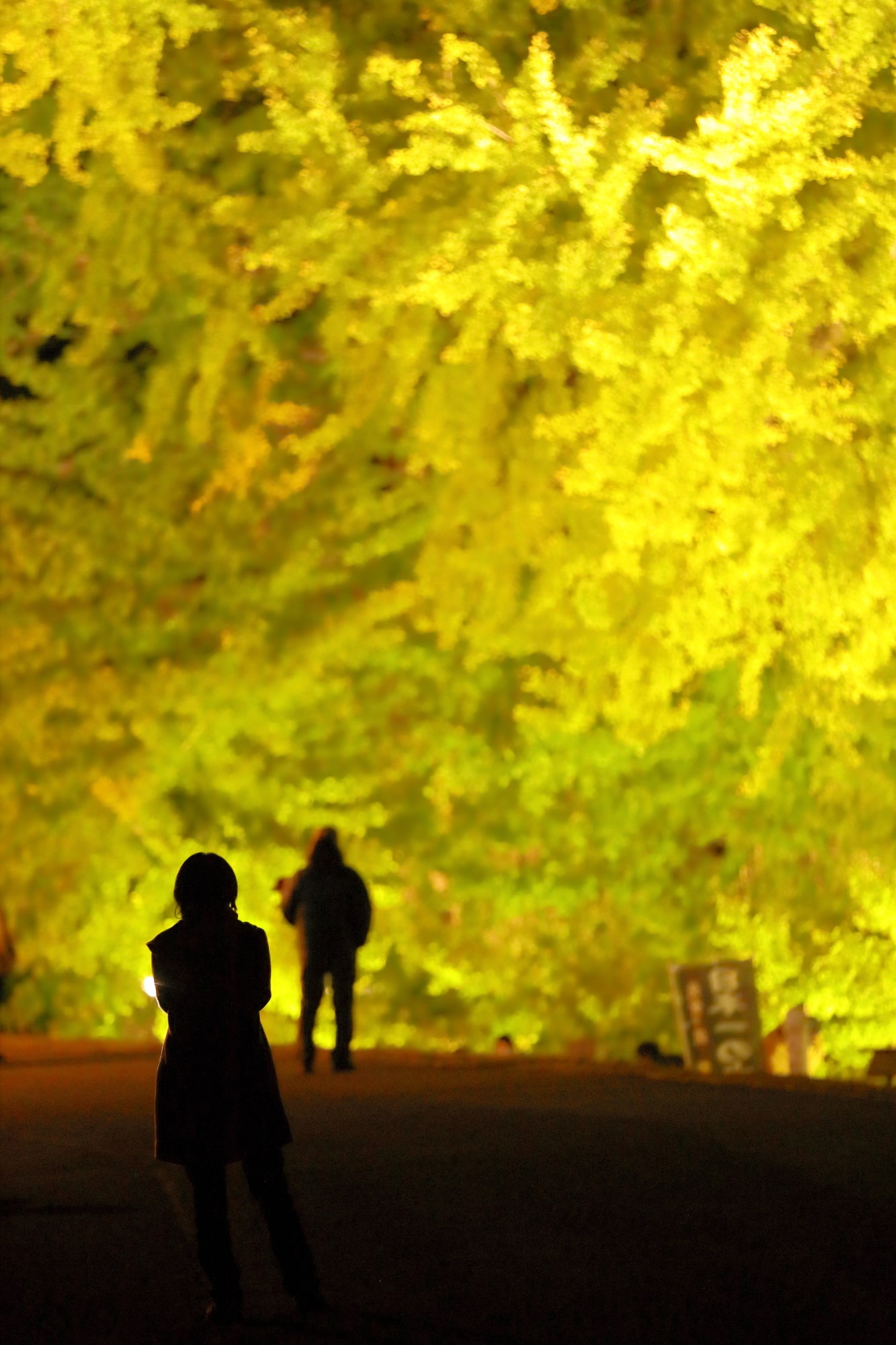 幻想的な一面イエロー」日本一の“北金ヶ沢の大イチョウ”の紅葉が