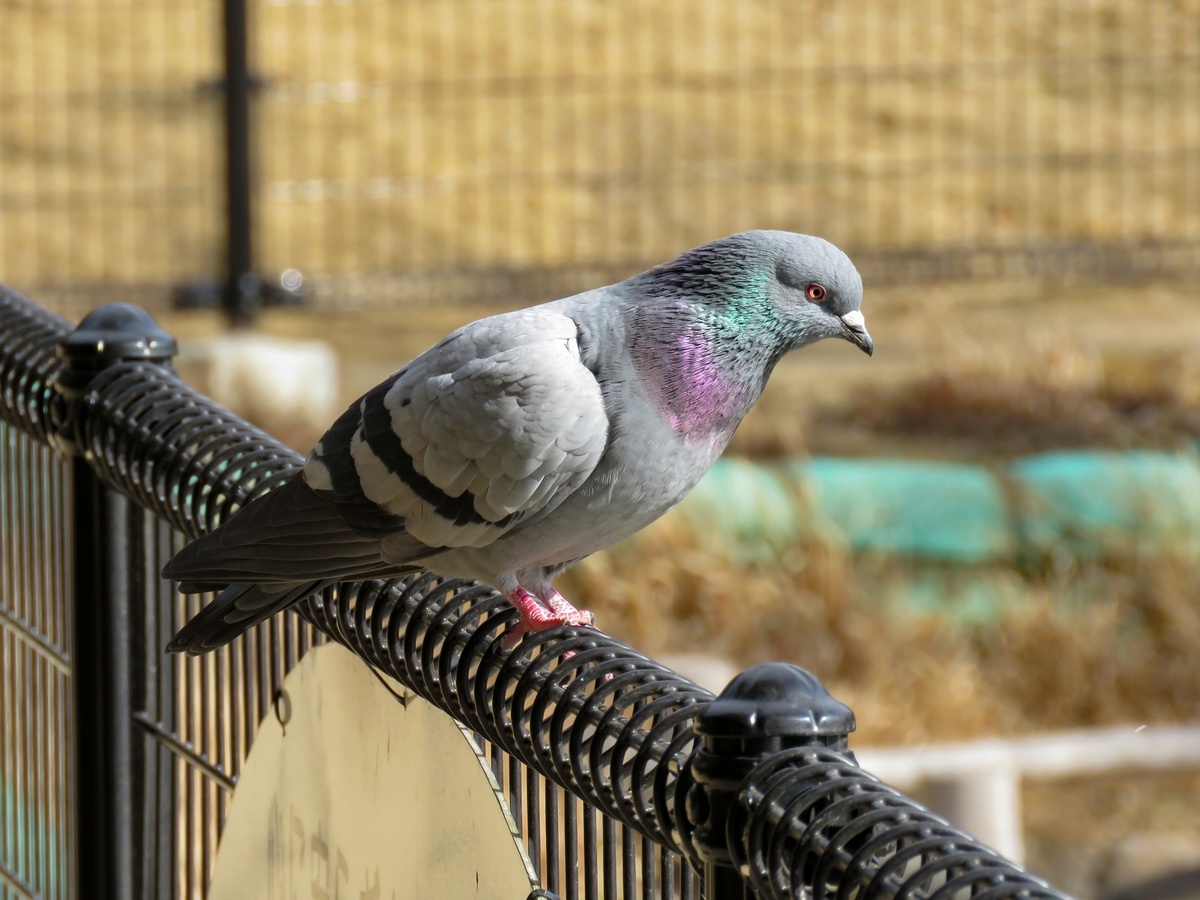 灰色のハト 美容室で「ハトみたいにして」と言ったら…… 衝撃のビフォアフに「その