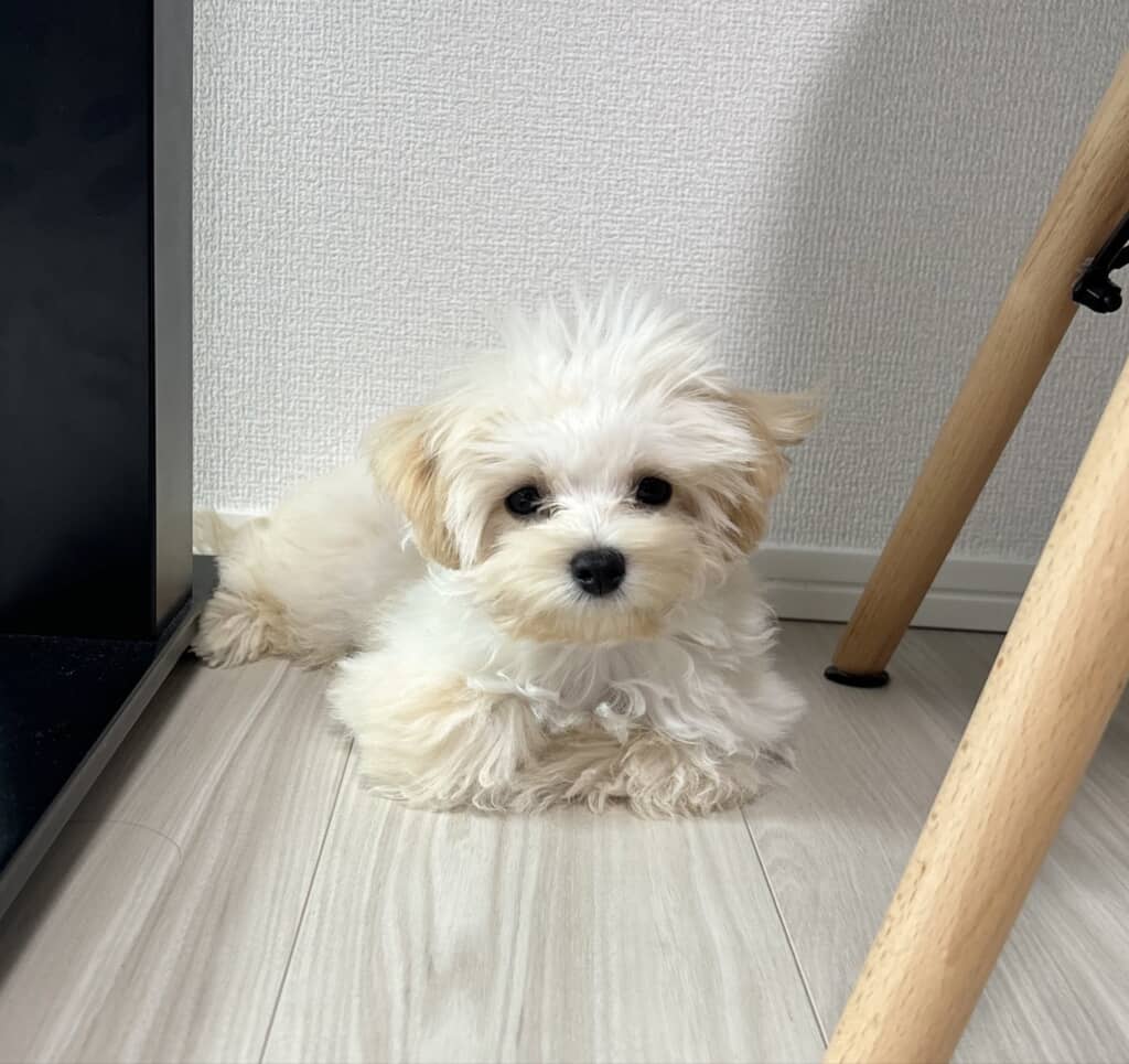 おててないない