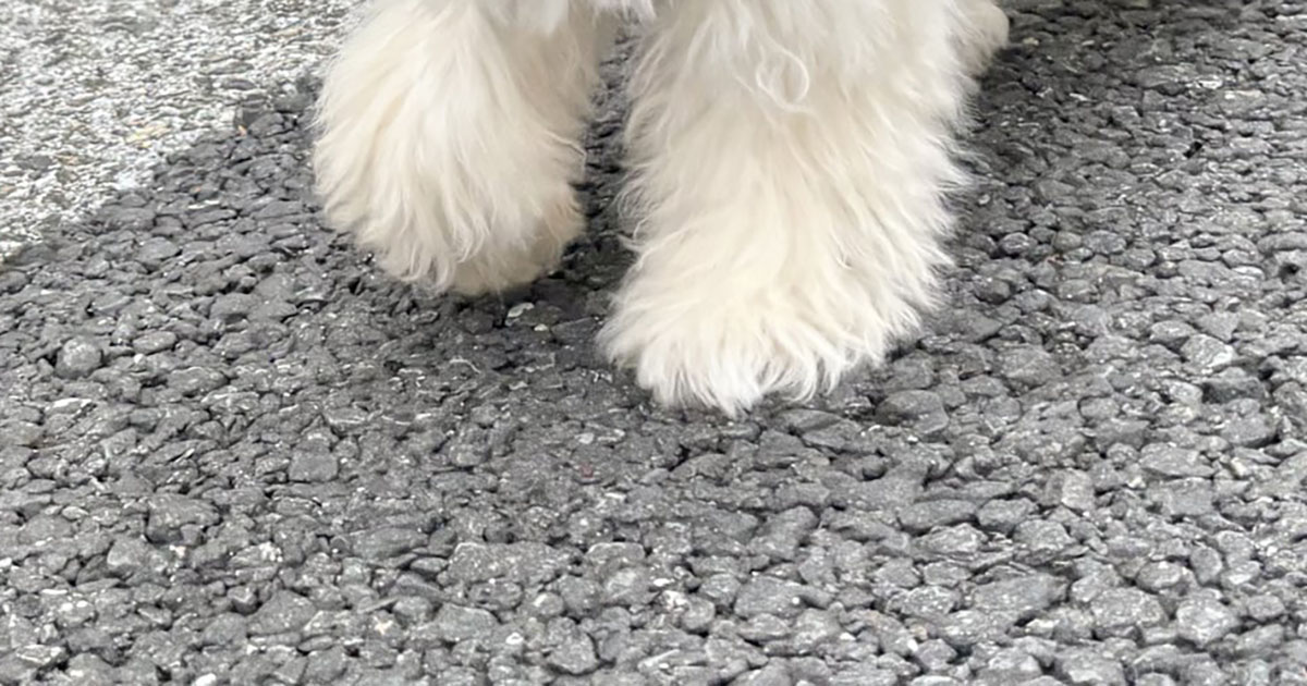 散歩中、小学生に「ぬいぐるみが歩いてる！」と言われた子犬　納得の姿に「最高の褒め言葉！」「遭遇したい」（1/3） | 犬 ねとらぼ