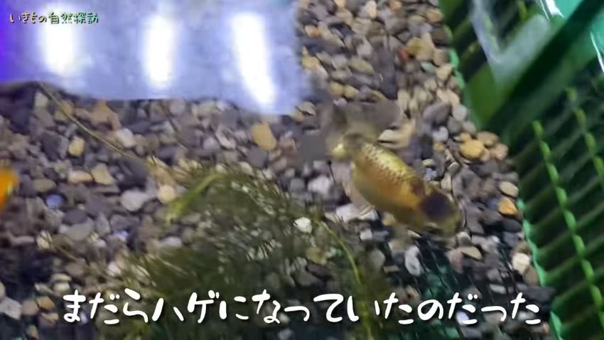 黒と黄色のまだら模様になった金魚