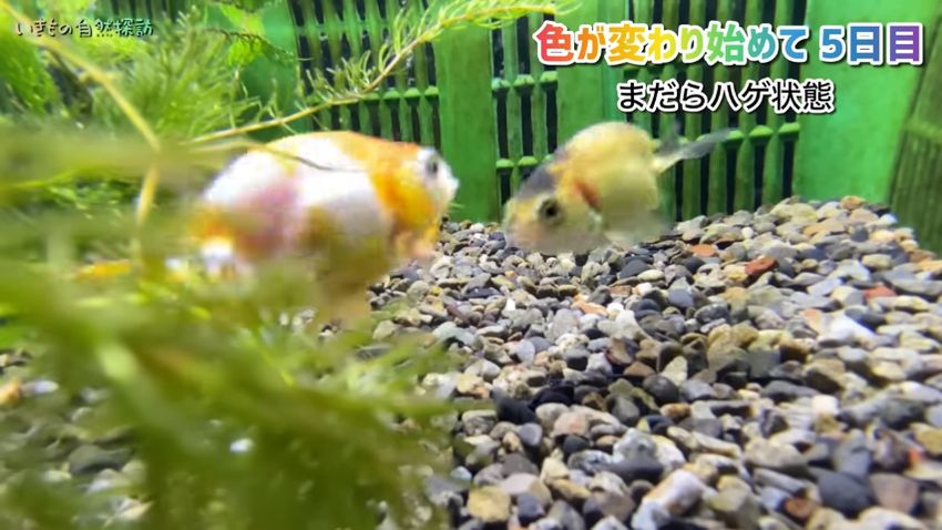 黄色の面積が増えていく金魚