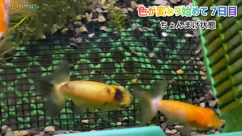 頭頂部が黒く、ちょんまげのようになった金魚