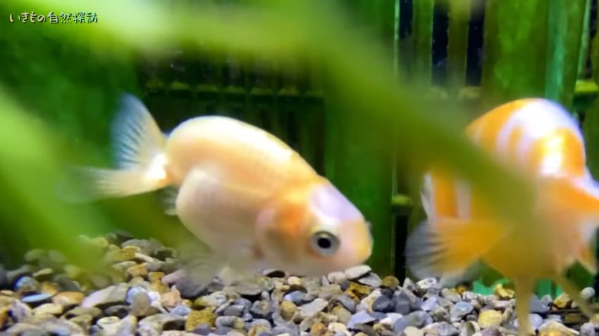 さらに変化が進んで頭頂部が白くなった金魚