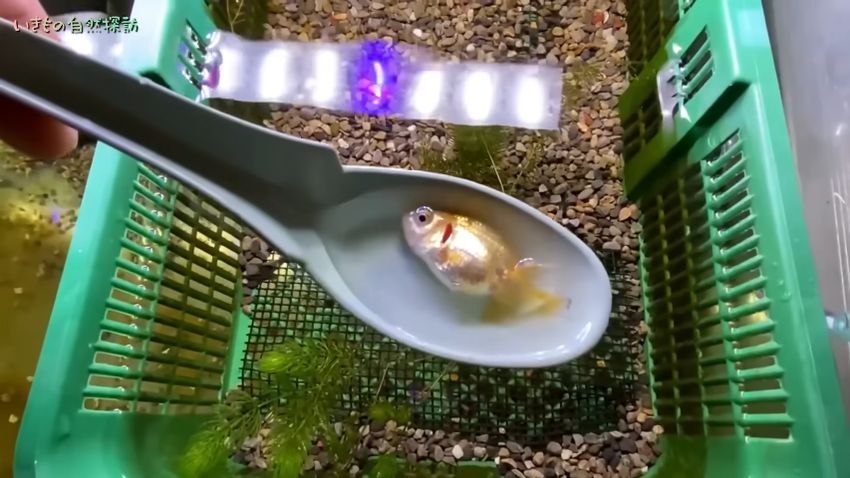 水換えのためレンゲですくい取られる金魚