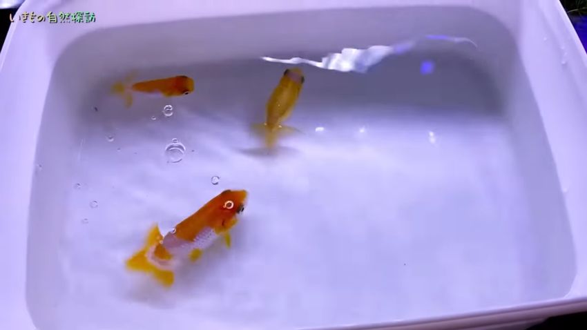 別の容器内で水換え作業が終わるのを待つ3匹