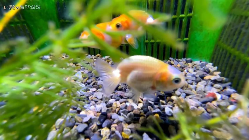 水換え後の水槽内で泳ぐ金魚