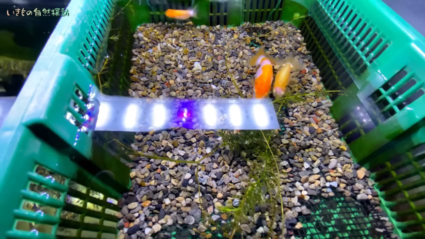 水換え後の水槽内で泳ぐ金魚を上から撮った図