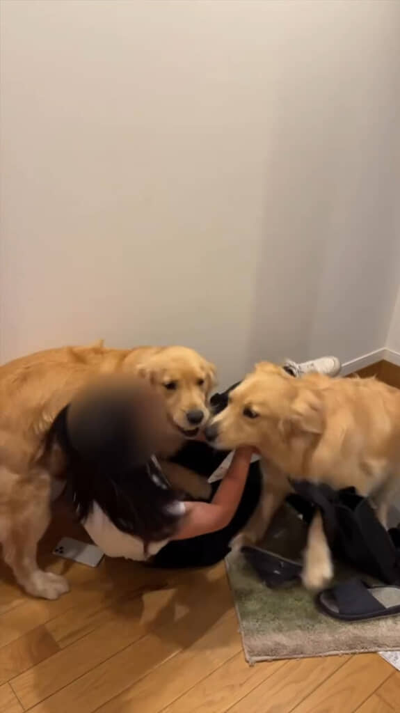 飼い主さんが倒れてすぐに顔を寄せるふたり