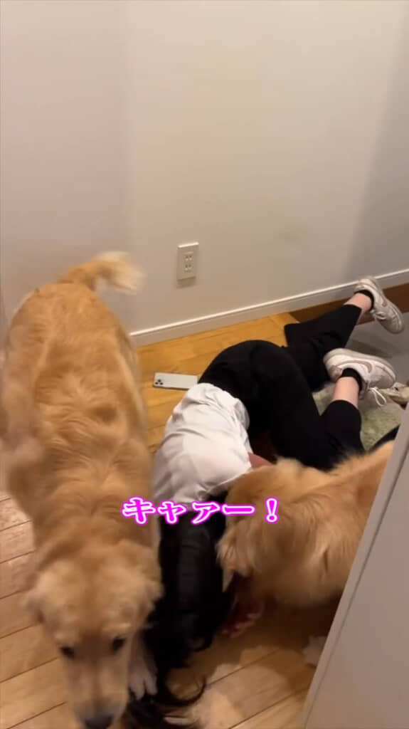 うれしい気持ちと困った気持ちが混ざった悲鳴が