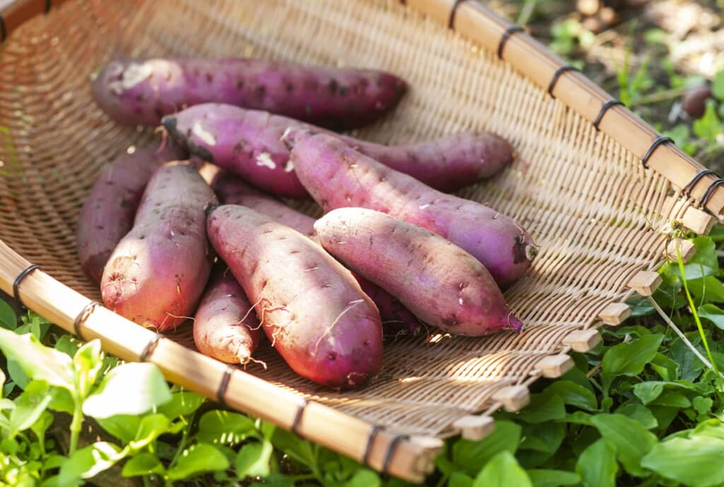 サツマイモの写真