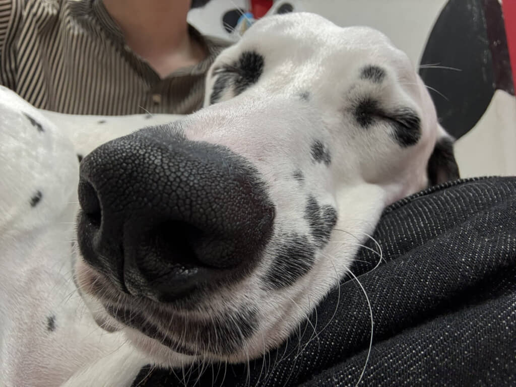 なんて気持ちよさそうな寝顔なんだ……