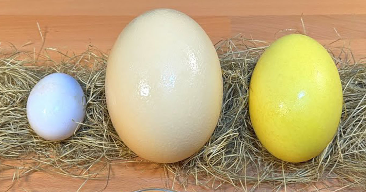 いろいろな鳥の卵→パカッと割ってみると……　まさかの中身と結末に「これはおもしろい」「すごいですね！」（1/3） | ライフスタイル ねとらぼ