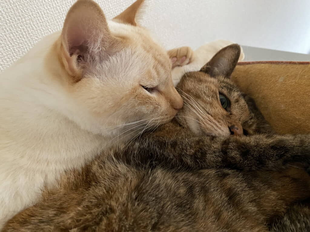 何をささやいているのかな
