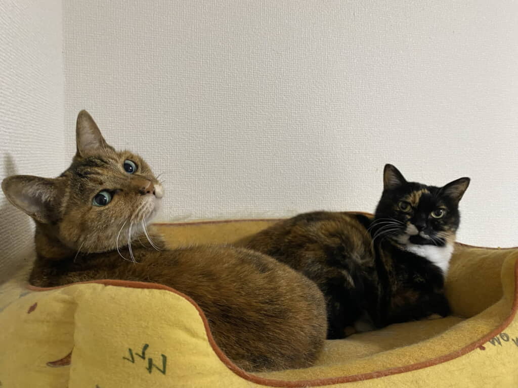 仲良くまったり
