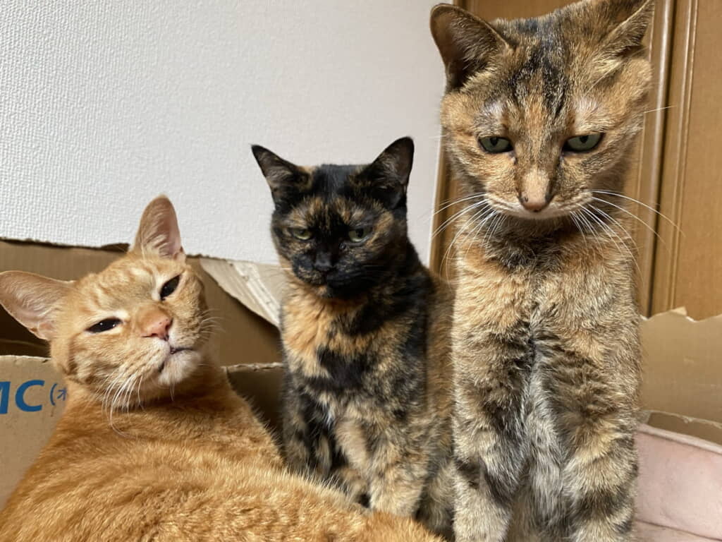 寝起きちゃんズ
