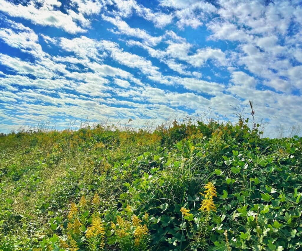 撮影した土手の風景（画像提供：Osamu Takeさん／@ot_aka）