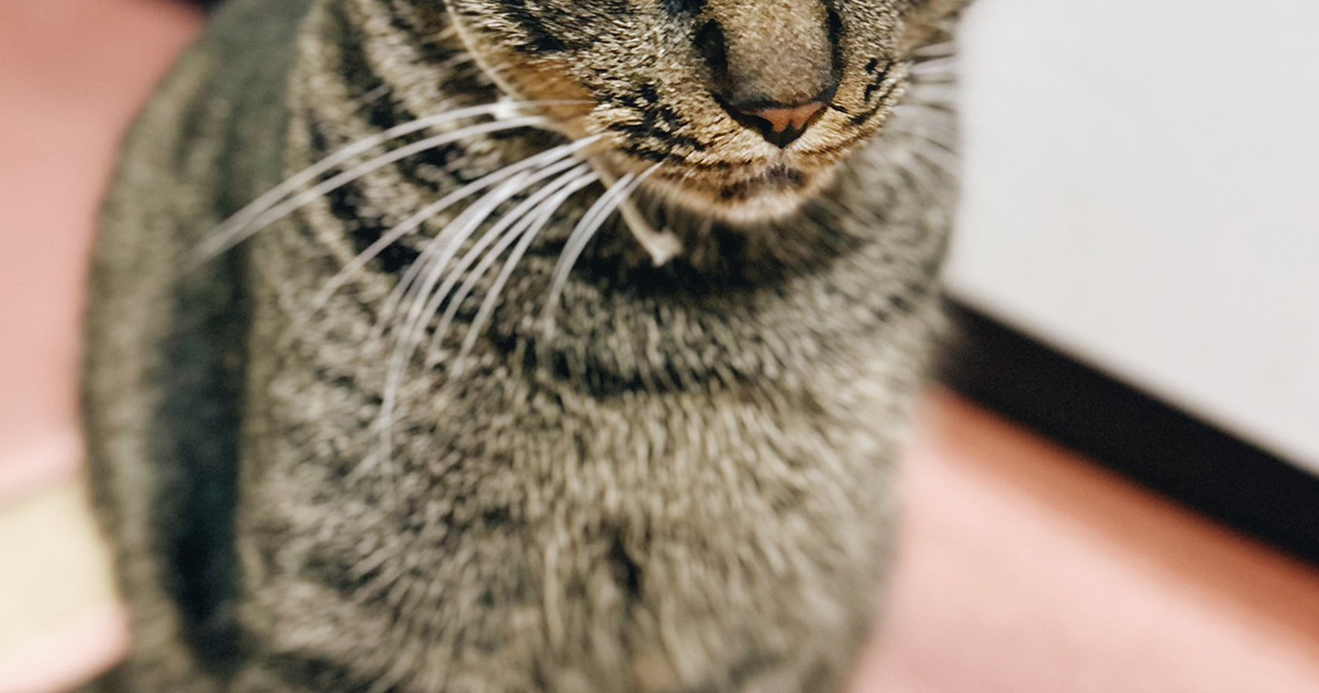 凛とした愛猫→その頭上には……「新幹線の中で吹いてしまった」　“シュールな光景”に反響（1/2） | 猫 ねとらぼ