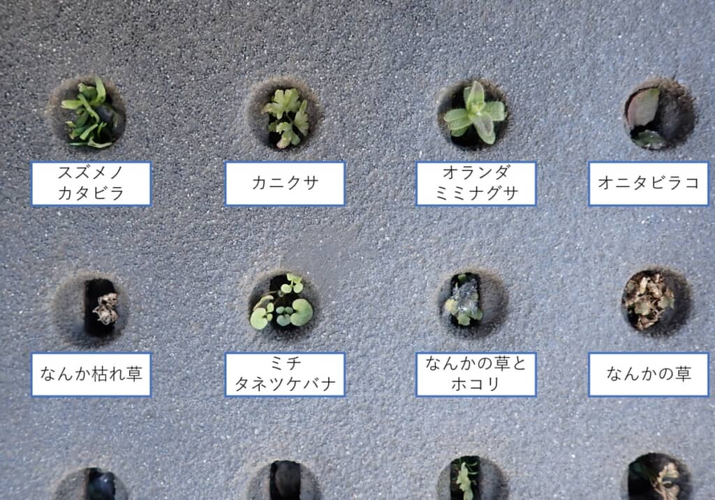 瀬尾さんの同定