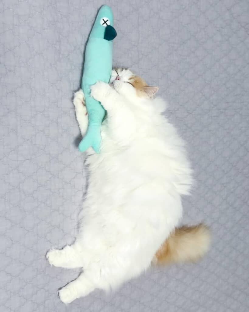 ぬいぐるみを捨てられたくない猫