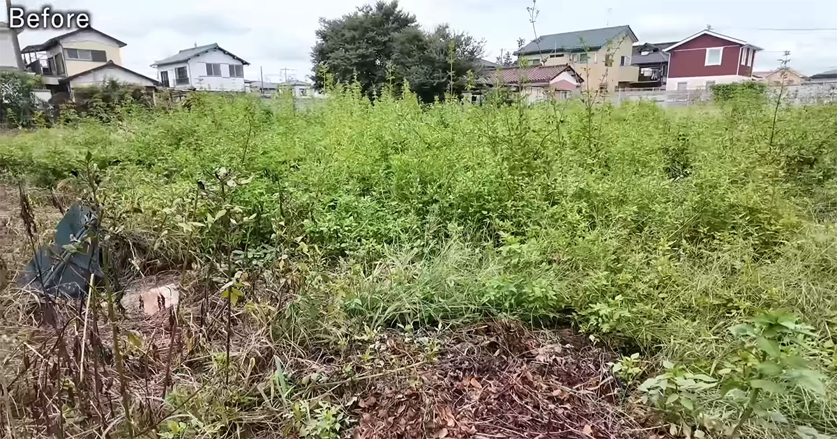 雑草ボーボーの200坪の畑→プロの手入れで……　ご近所さんも絶賛した仕上がりに「気持ちいい」「感服いたしました」（1/3） | その他生き物 ねとらぼ