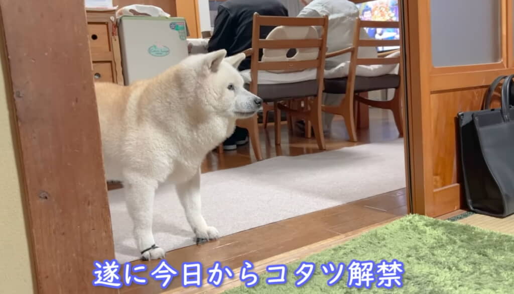 今日からコタツ解禁！