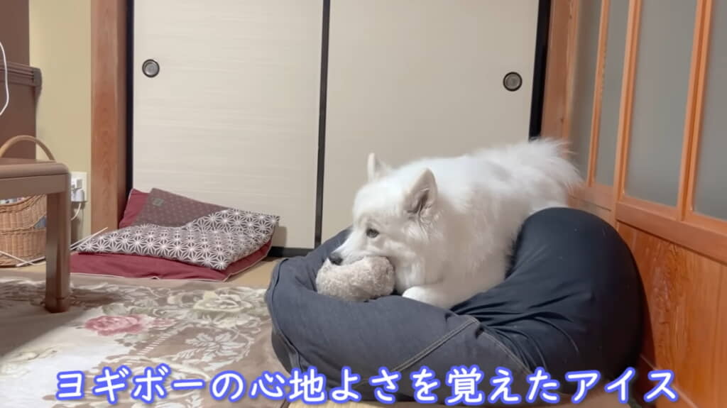 アイスちゃんはヨギボーに夢中