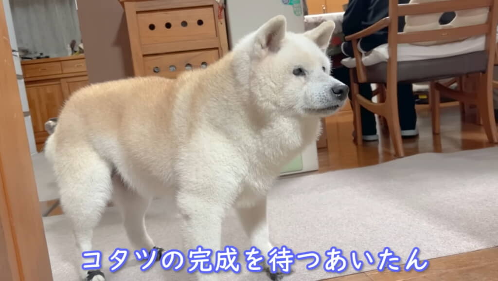 コタツの完成を待つあいちゃん