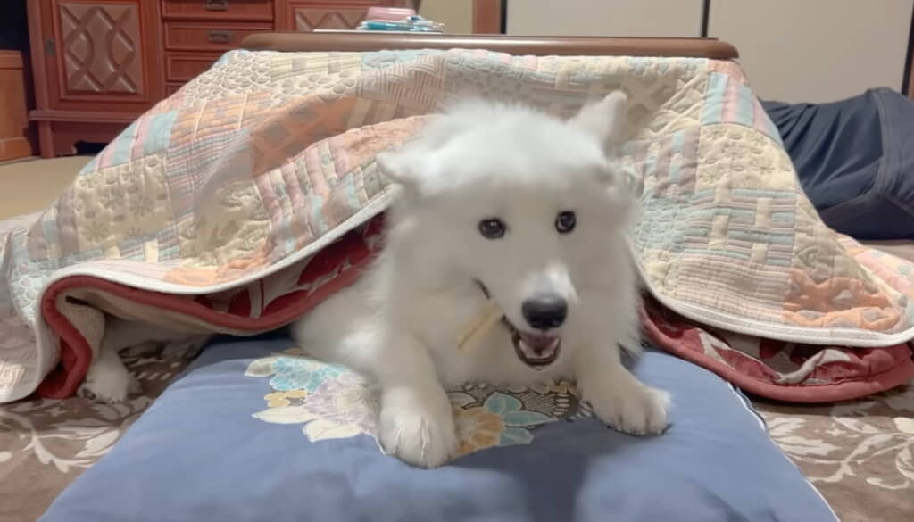 いつの間にかアイスちゃんもコタツへ！