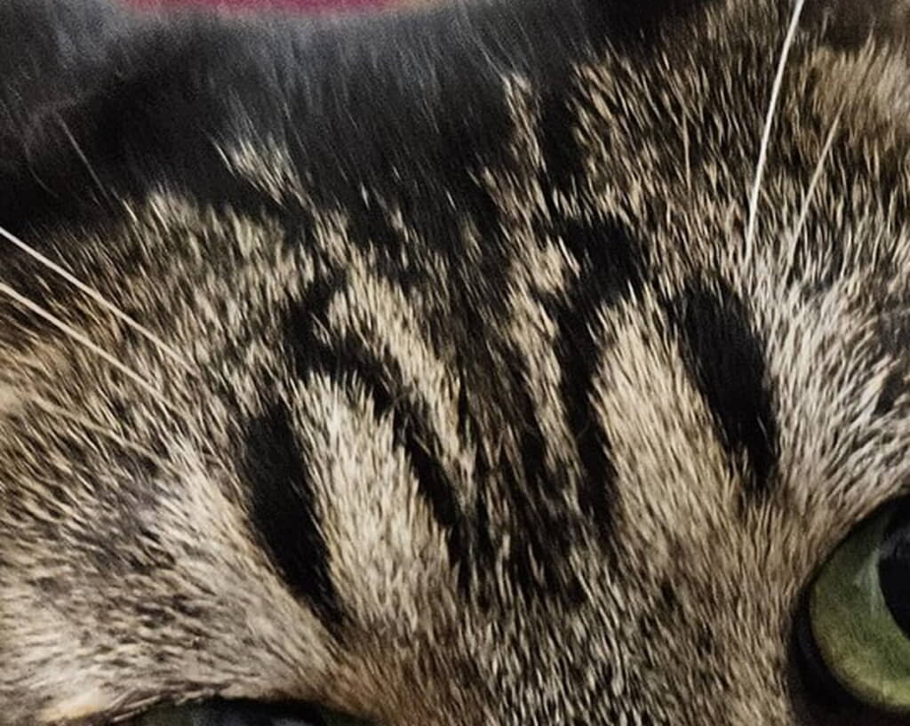 ぺ、ペンギンがいる!?