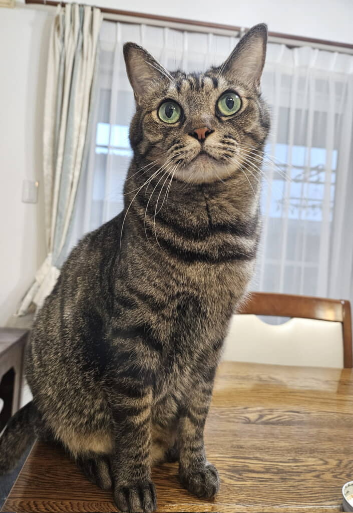 まん丸おめめとぷくぷくのお口が尊い