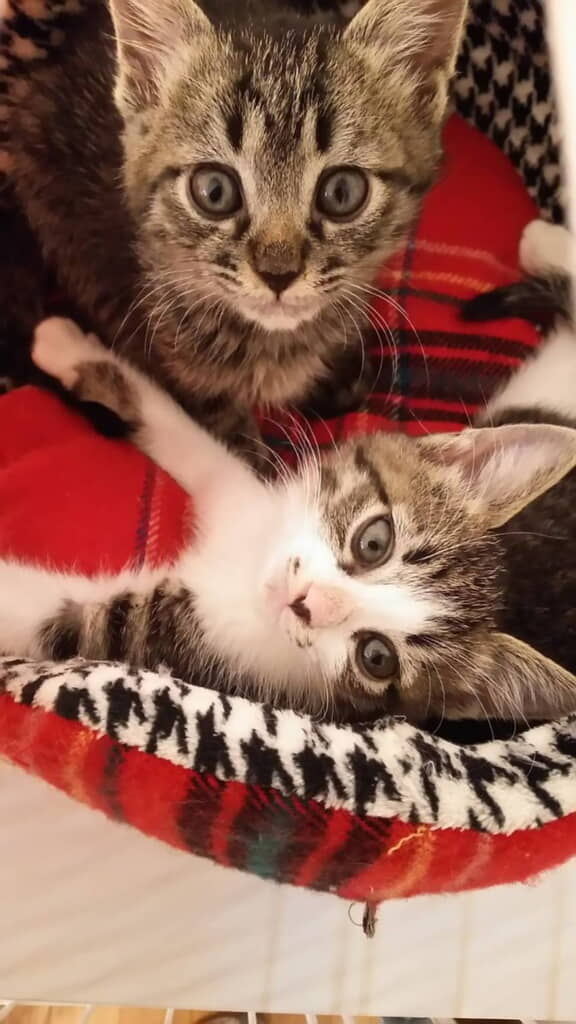 子猫時代の姉弟