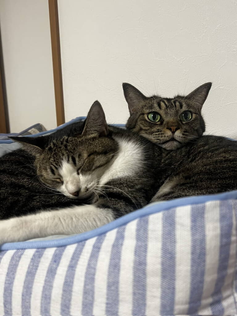 寄り添ってあたたかそうだねぇ