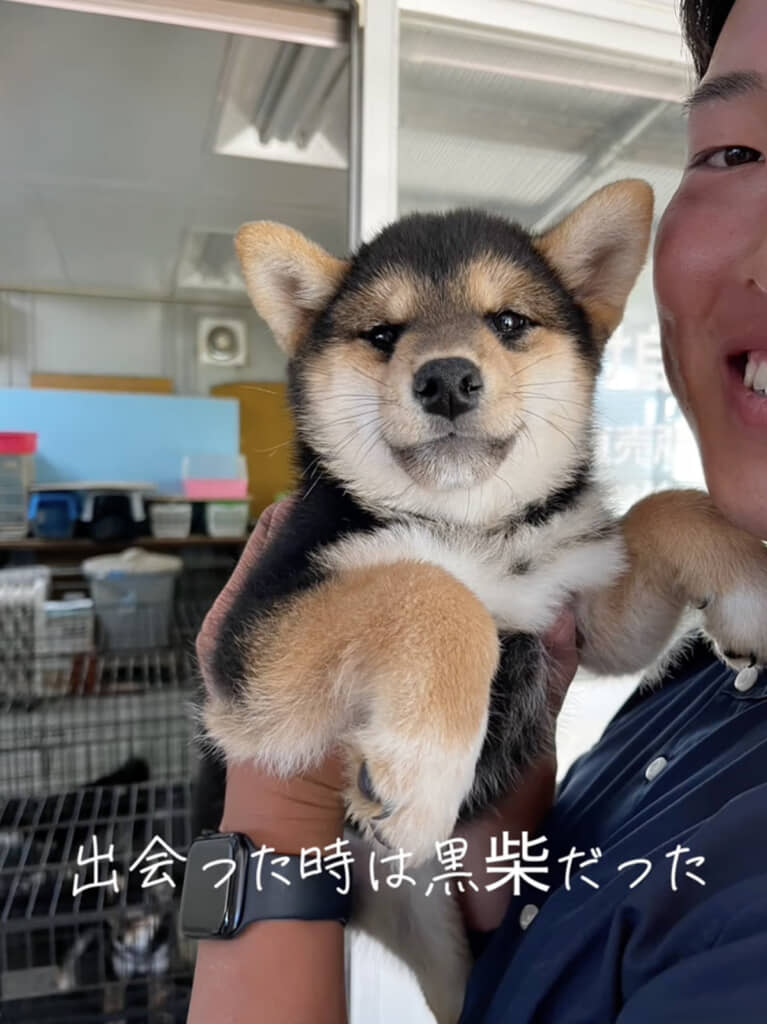 子犬時代のこはるちゃん