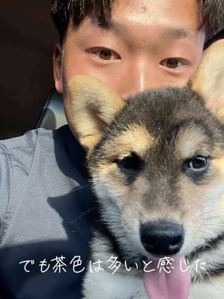 茶色部分は多いものの、このころは黒柴でした