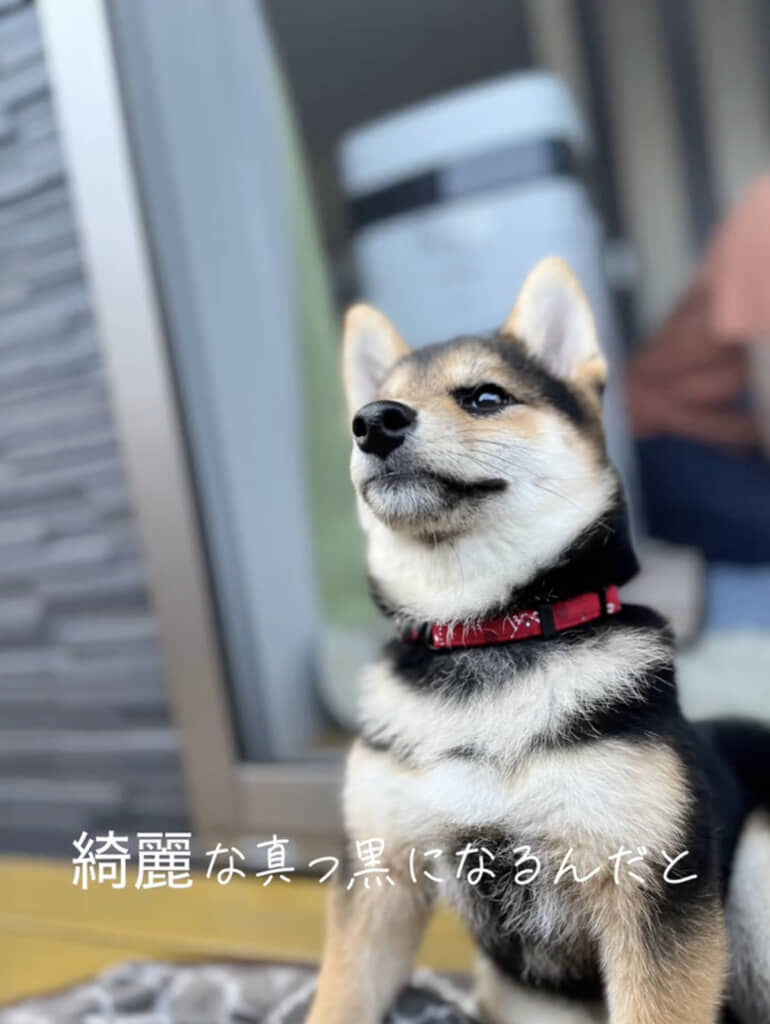 しかし成長すると……