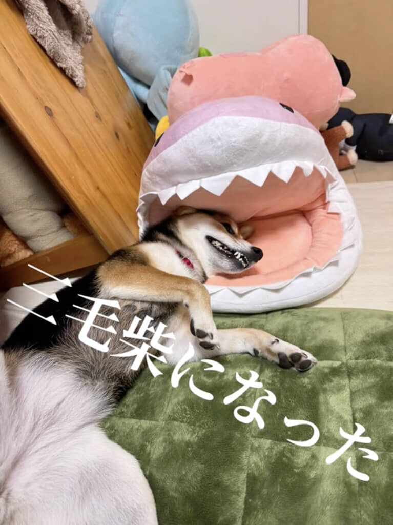 黒い部分が減って三毛柴に！