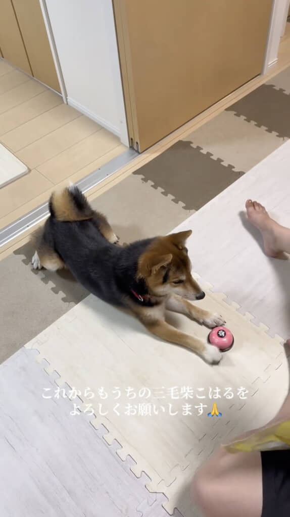 ほっこり感のある毛色です