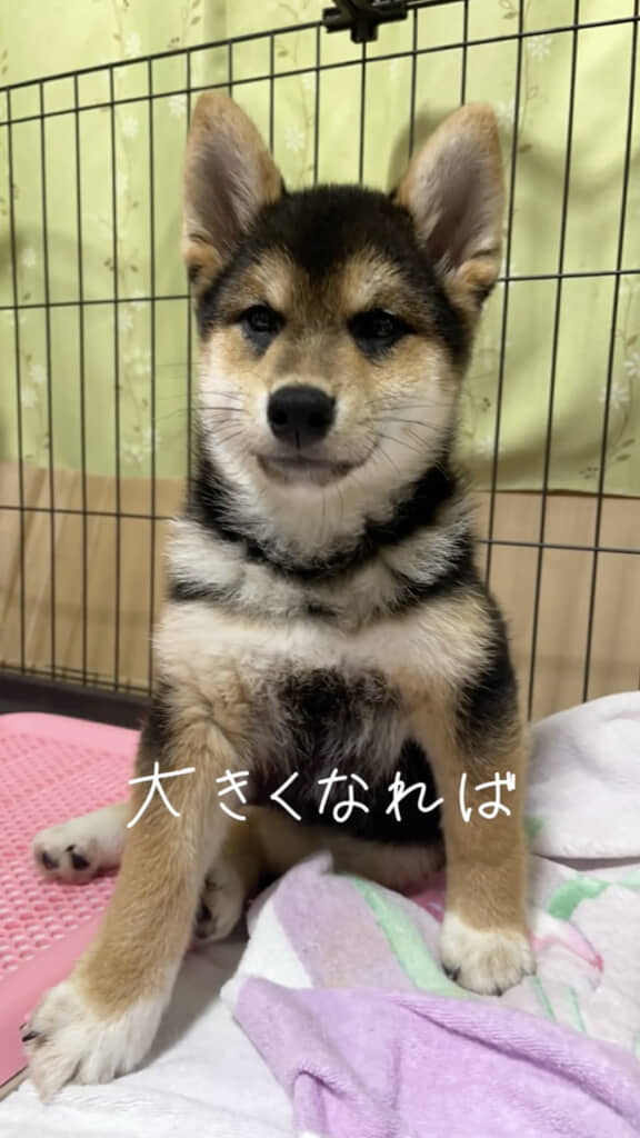 大きくなったら真っ黒になると思っていました